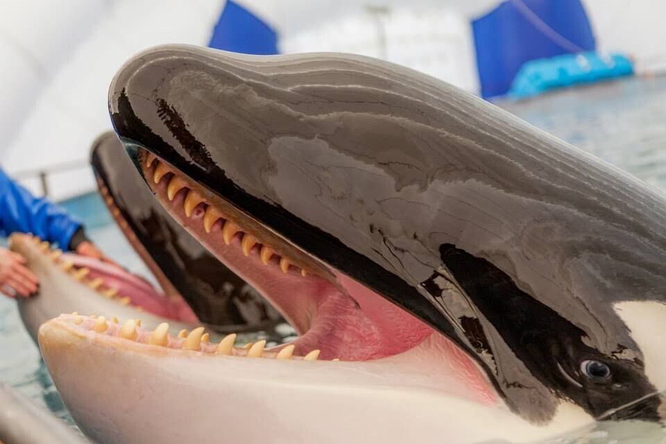 
        Косатка: убийцы синих китов и&nbsp;белых акул    