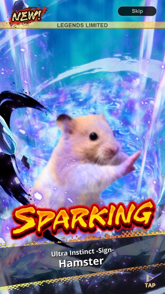 
        Кунг-фу хомяк прославился в&nbsp;сети    