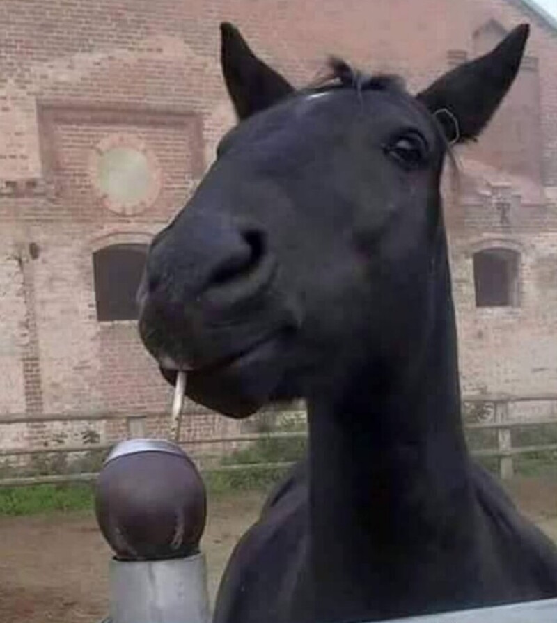 
        20+ скакунов, способных моментально преобразиться в&nbsp;забавных клоунов    