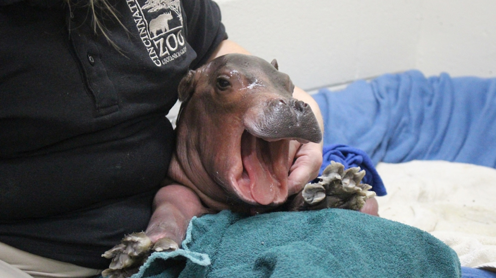 
        Бегемот: потеет &laquo;кровью&raquo;, охотится на&nbsp;крокодилов и&nbsp;не&nbsp;умеет плавать    