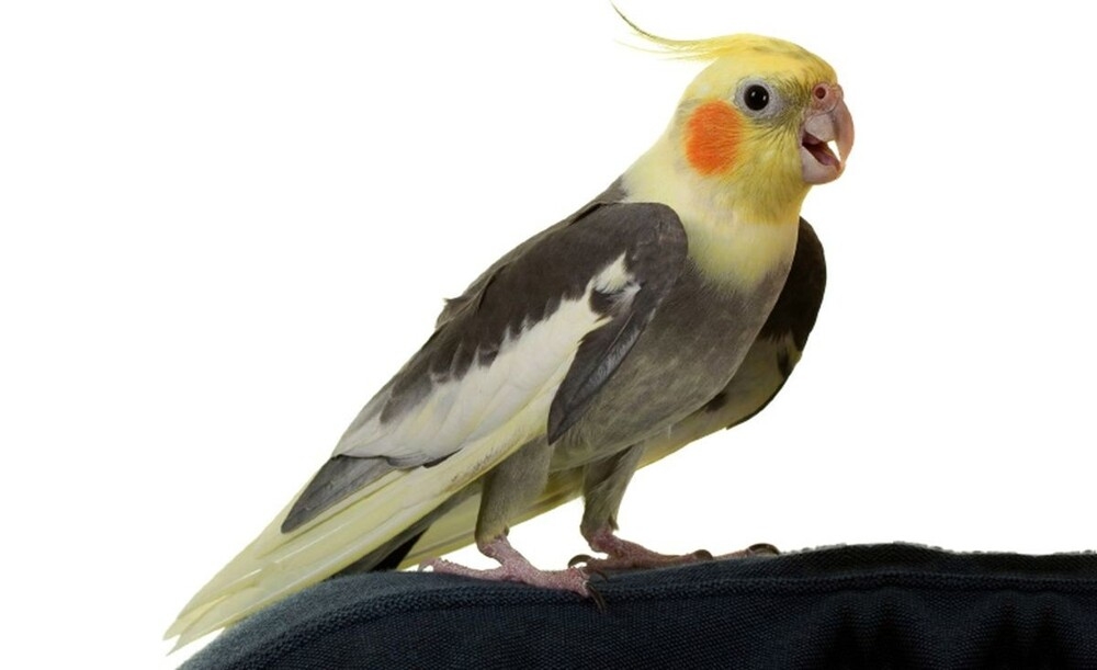 Пернатый будильник
Пернатый будильник