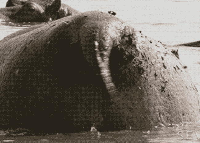 
        Бегемот: потеет &laquo;кровью&raquo;, охотится на&nbsp;крокодилов и&nbsp;не&nbsp;умеет плавать    