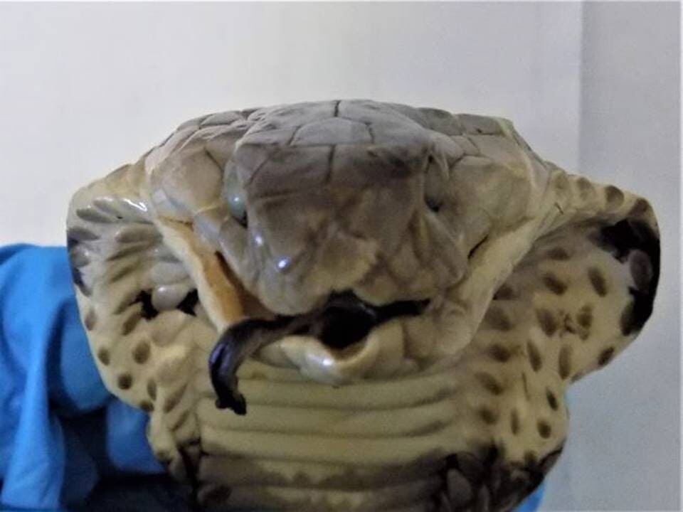 
        Россиянка попыталась ввезти из&nbsp;Вьетнама вино с&nbsp;настоящей коброй внутри    