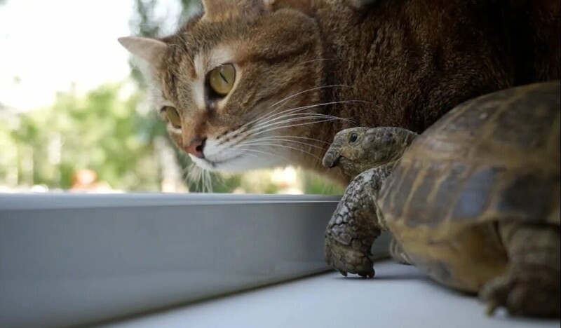 
        20&nbsp;примеров неожиданной, но&nbsp;искренней и&nbsp;крепкой дружбы    