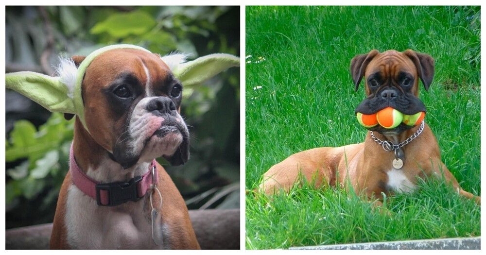 Из жизни собак породы Боксер
Из жизни собак породы Боксер