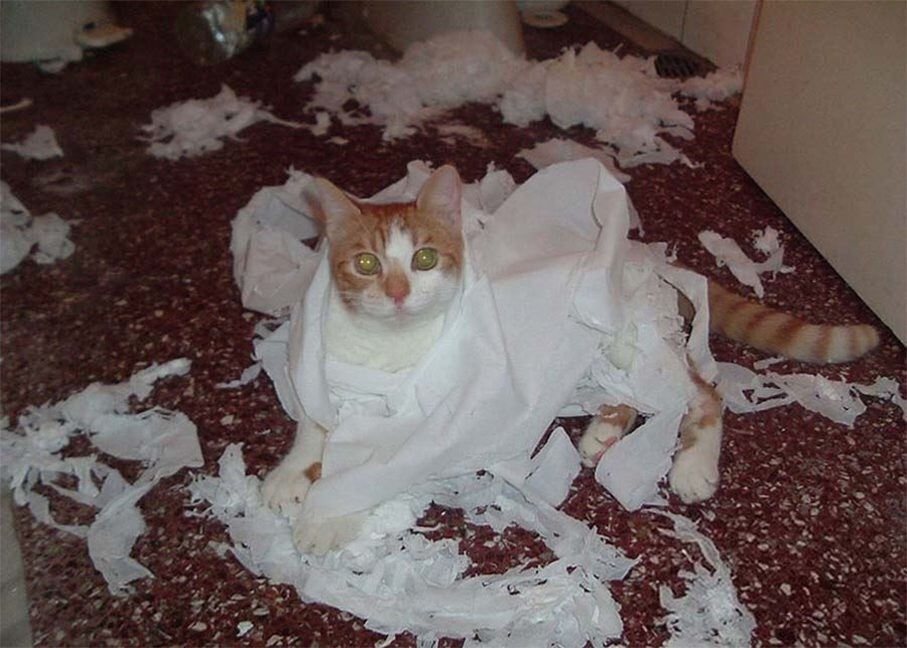 
        27&nbsp;меховых диверсантов, организовавших дома рулонный апокалипсис    