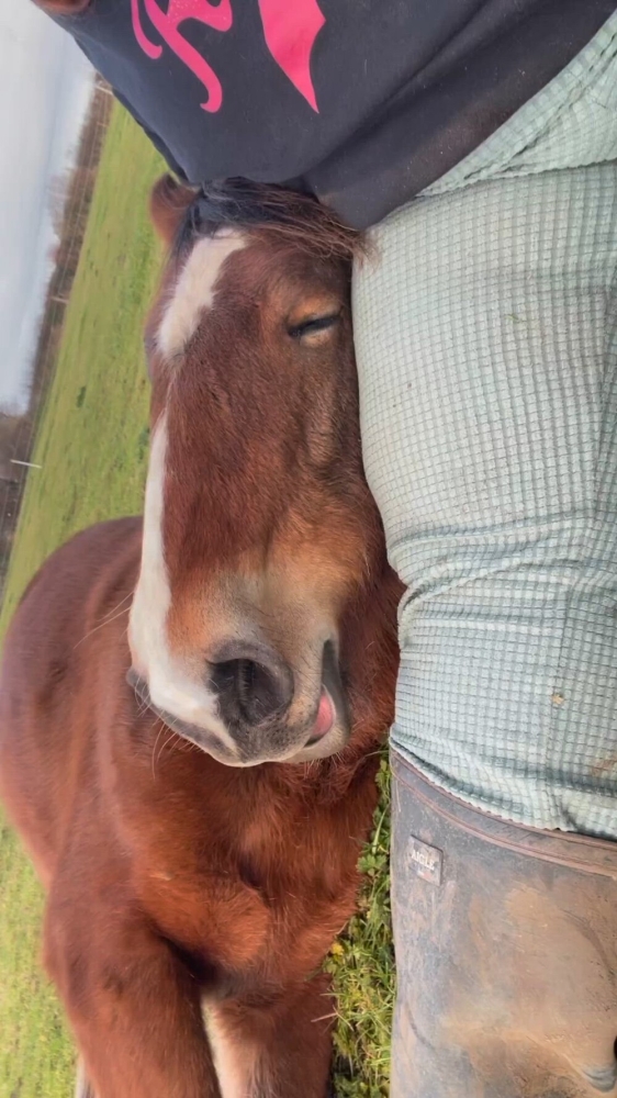 
        20+ скакунов, способных моментально преобразиться в&nbsp;забавных клоунов    