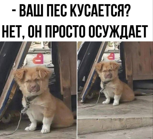 Хорошие мемы с хорошими хвостатыми мальчиками