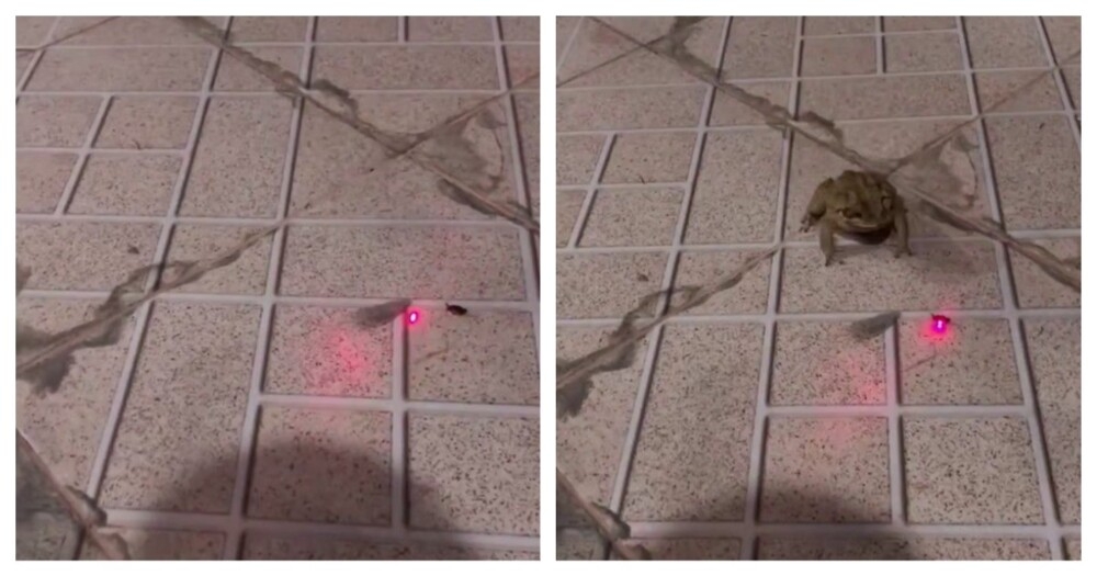 Жаба с лазерным наведением
Жаба с лазерным наведением