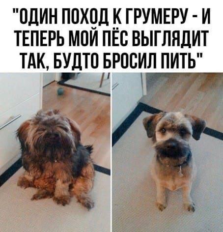 Хорошие мемы с хорошими хвостатыми мальчиками