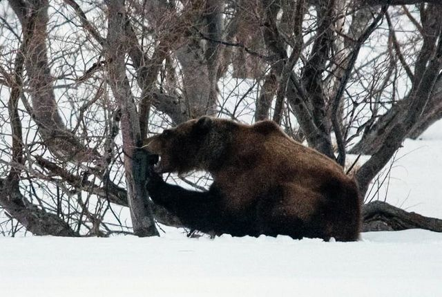 Медведи, которые не входят в спячку по своей воле
Медведи, которые не входят в спячку по своей воле