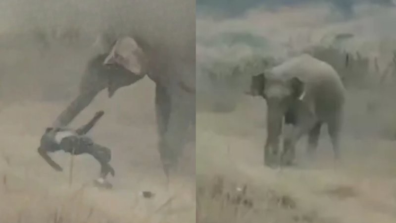 
        Попытка сделать фото со&nbsp;слоном в&nbsp;Индии закончилась трагедией    