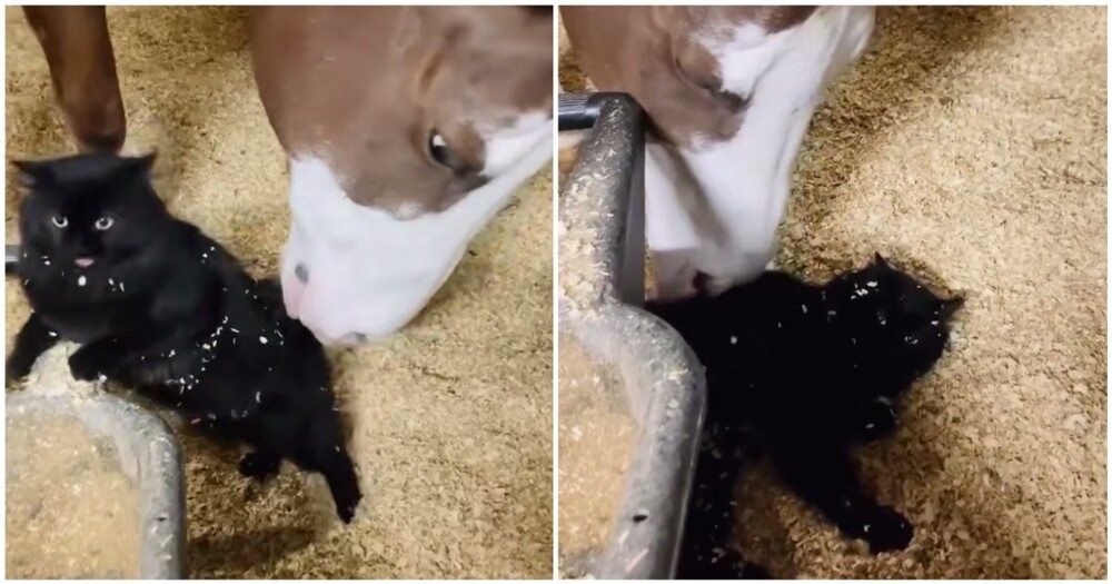 Лошадь делает массаж коту
Лошадь делает массаж коту