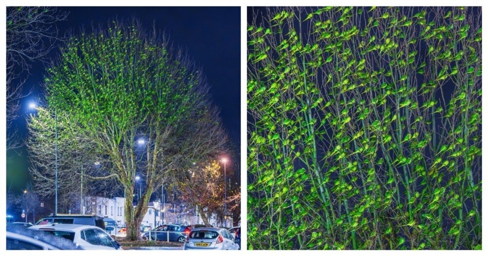 Попугаи облепили деревья в Лондоне
Попугаи облепили деревья в Лондоне