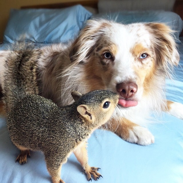 
        20&nbsp;примеров неожиданной, но&nbsp;искренней и&nbsp;крепкой дружбы    