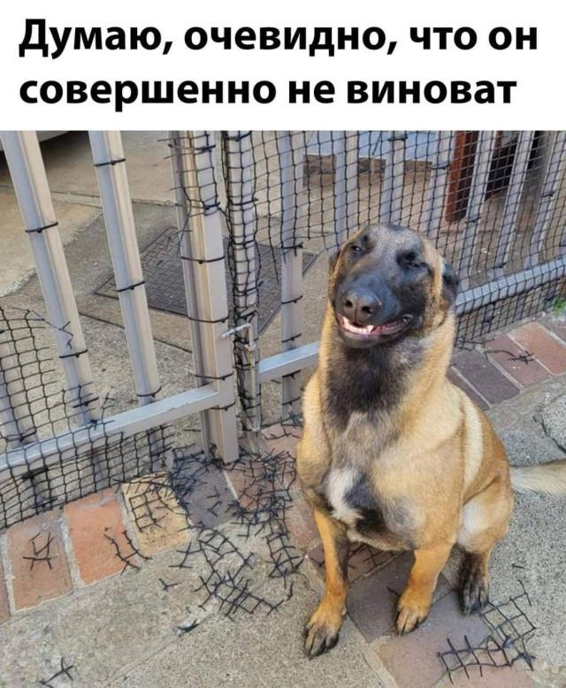 Хорошие мемы с хорошими хвостатыми мальчиками