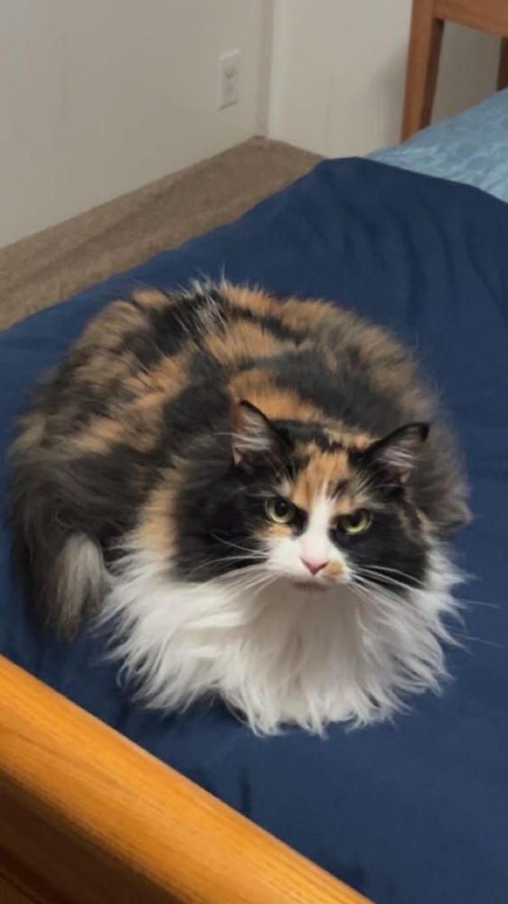 
        20&nbsp;пушистых примеров наполнения нашей жизни глубоким смыслом    