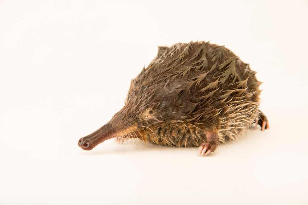 
        Пиренейская выхухоль: Похож на&nbsp;ошибку эволюции, но&nbsp;это&nbsp;идеальный водный хищник!    