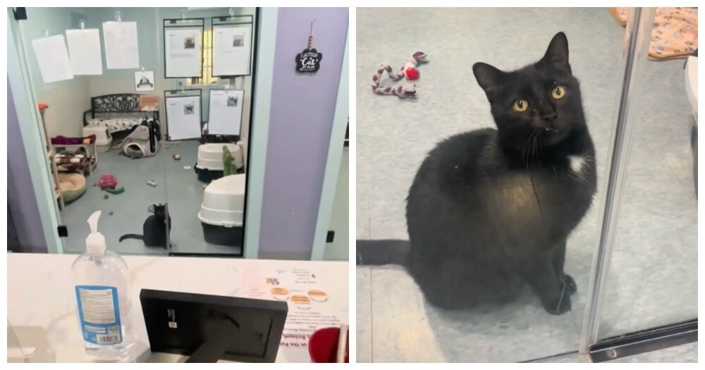 
        Кот&nbsp;каждый день садился у&nbsp;двери, ожидая своих будущих хозяев    