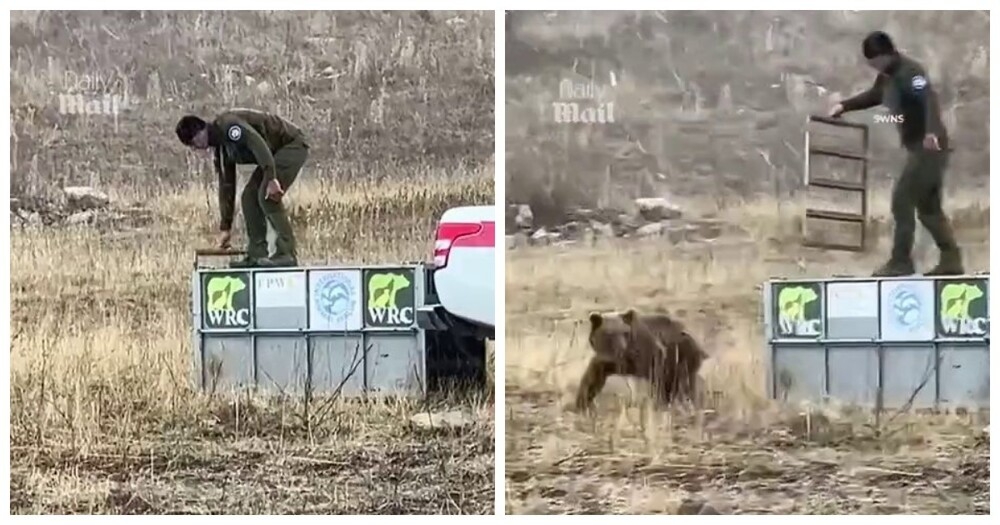Медведь попытался напасть на своего спасителя
Медведь попытался напасть на своего спасителя