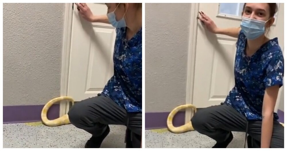 
        Бирманский питон-альбинос и&nbsp;проблема, о&nbsp;которой владельцы не&nbsp;знали    