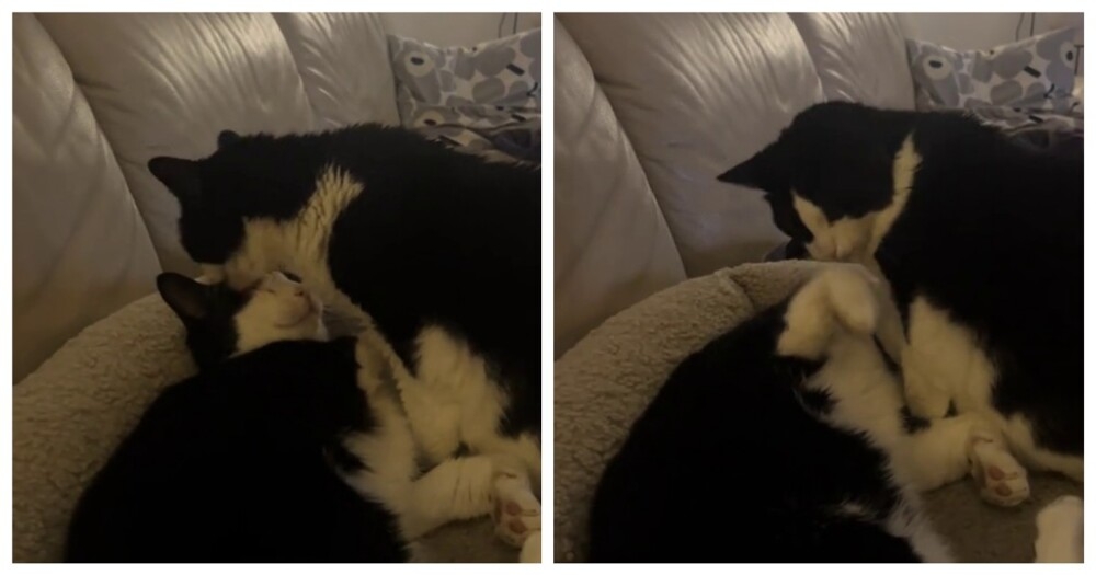 
        Пушистая бабушка ухаживает за&nbsp;внуком    