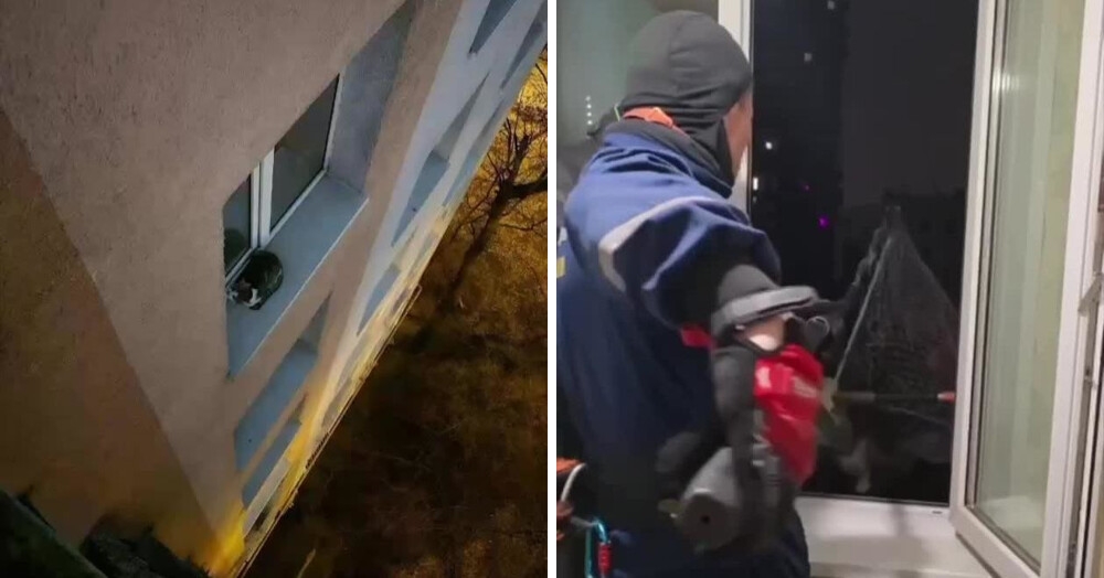 
        Везучий Маркиз: в&nbsp;Москве спасли кота, упавшего с&nbsp;высоты    