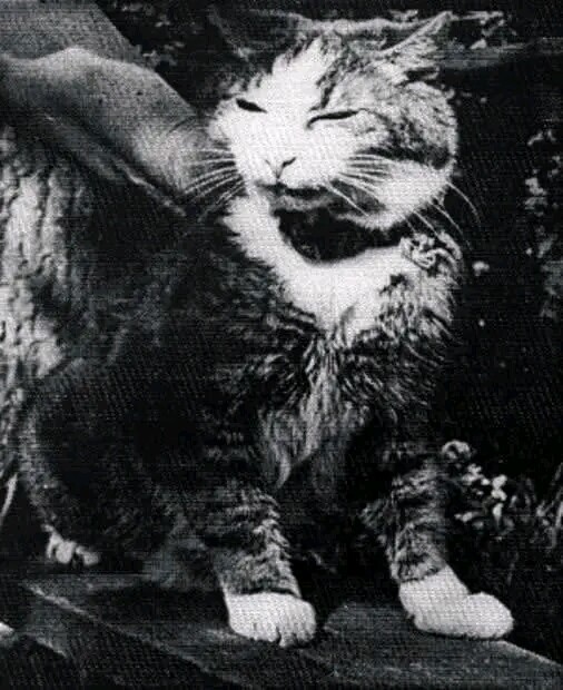 История №1566596