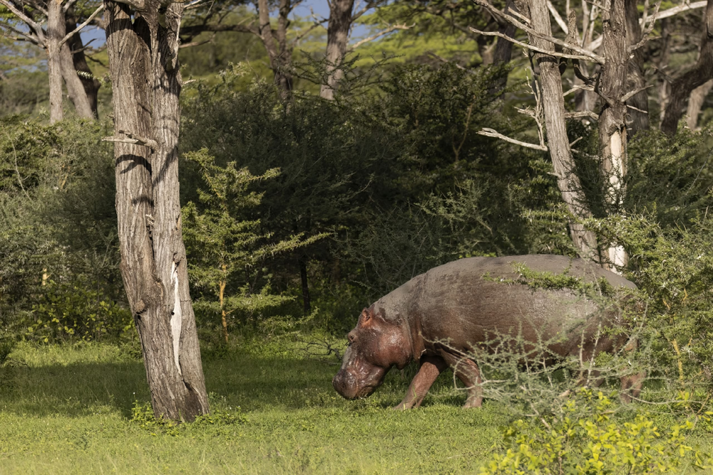 
        Бегемот: потеет &laquo;кровью&raquo;, охотится на&nbsp;крокодилов и&nbsp;не&nbsp;умеет плавать    