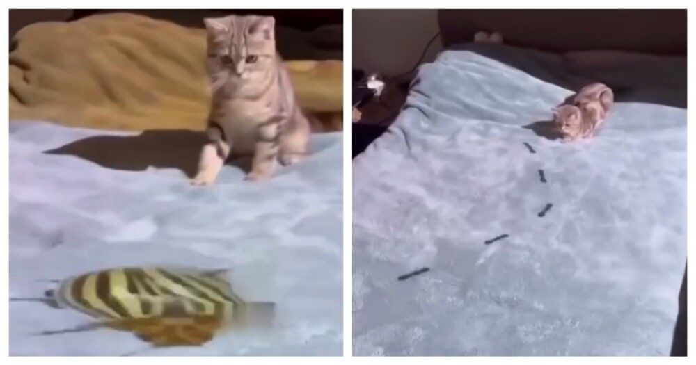 Хозяин кота развлекает питомца с помощью проектора
Хозяин кота развлекает питомца с помощью проектора