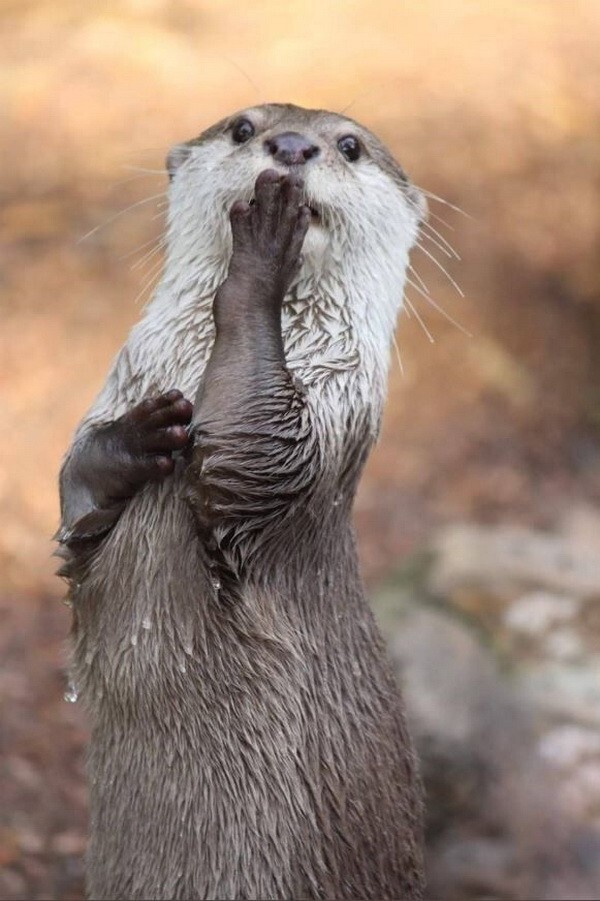 
        Забавные животные. ч.1    