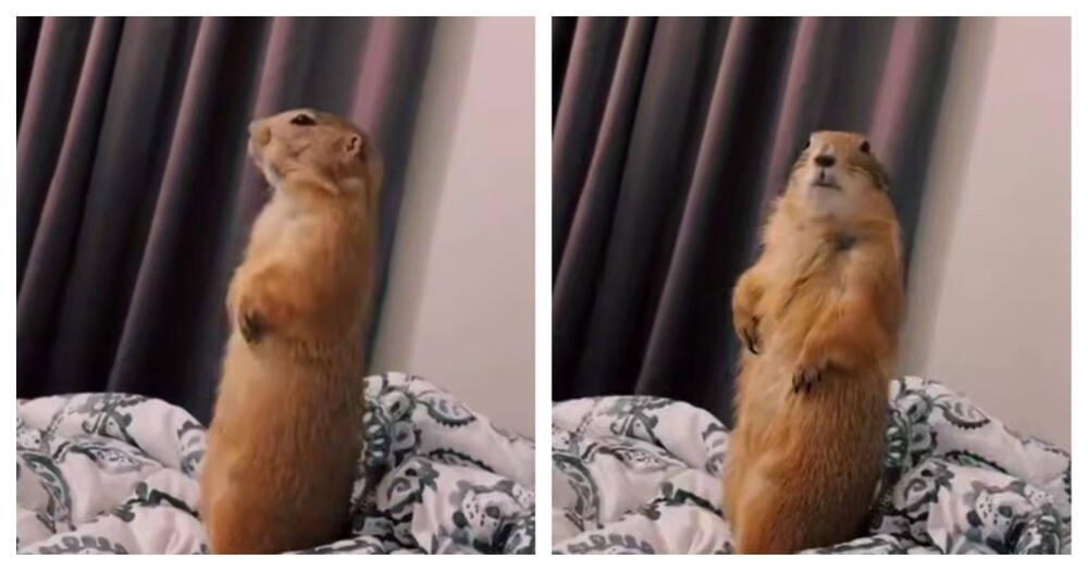 Из жизни луговых собачек
Из жизни луговых собачек