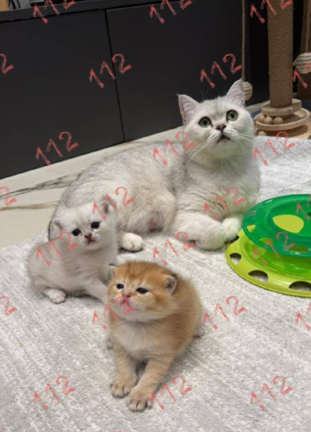 Как спасти сразу 3 жизни (2 фото + видео)