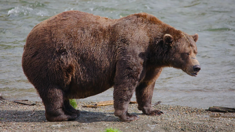 Медведи, которые не входят в спячку по своей воле
Медведи, которые не входят в спячку по своей воле