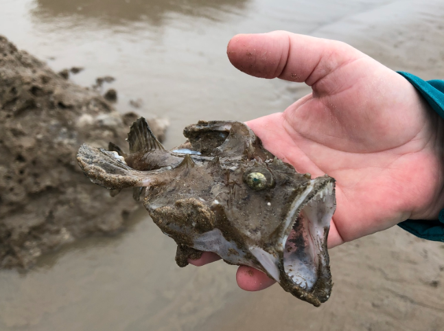 
        Европейский чёрт: хищный ковёр на&nbsp;дне&nbsp;океана    