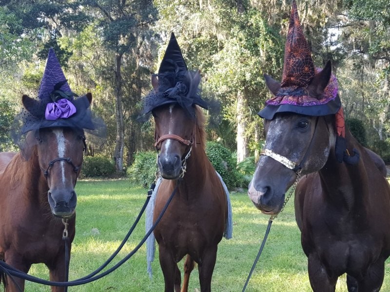 
        20+ скакунов, способных моментально преобразиться в&nbsp;забавных клоунов    