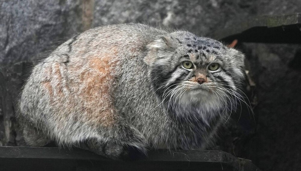 
        Манул Тимофей пытается добраться до&nbsp;лакомства    