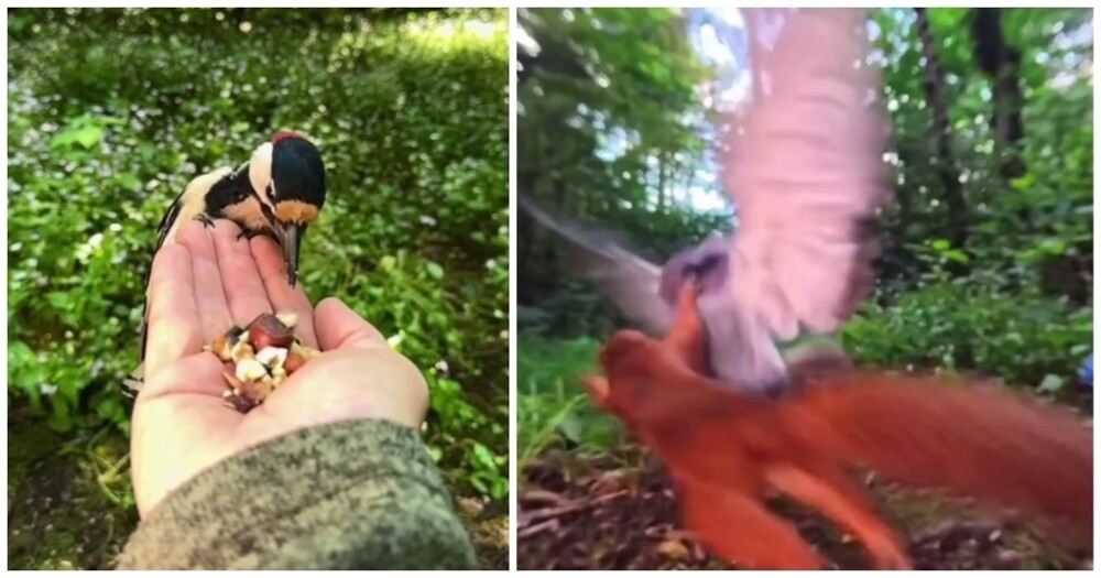 
        Забавные кадры из&nbsp;жизни животных и&nbsp;птиц    