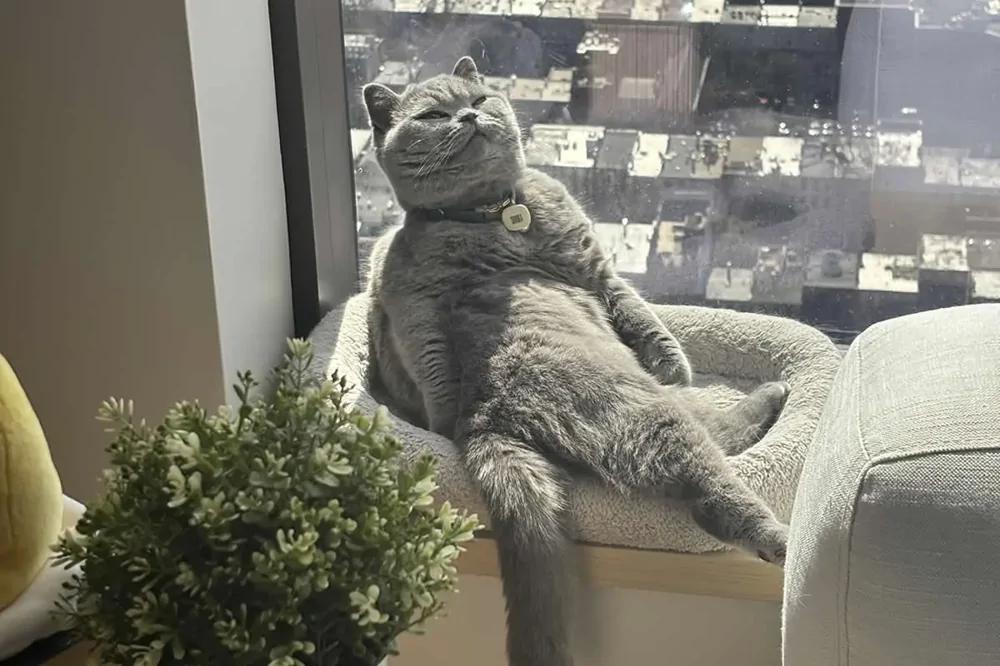 
        20&nbsp;примеров из&nbsp;жизни пушистых в&nbsp;стиле котакшери-лакшери    