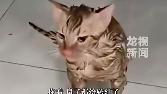 Кот провёл более 10 минут в работающей стиральной машине
Кот провёл более 10 минут в работающей стиральной машине