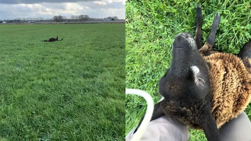 
        Женщина не&nbsp;проехала мимо и&nbsp;спасла беспомощную овцу    