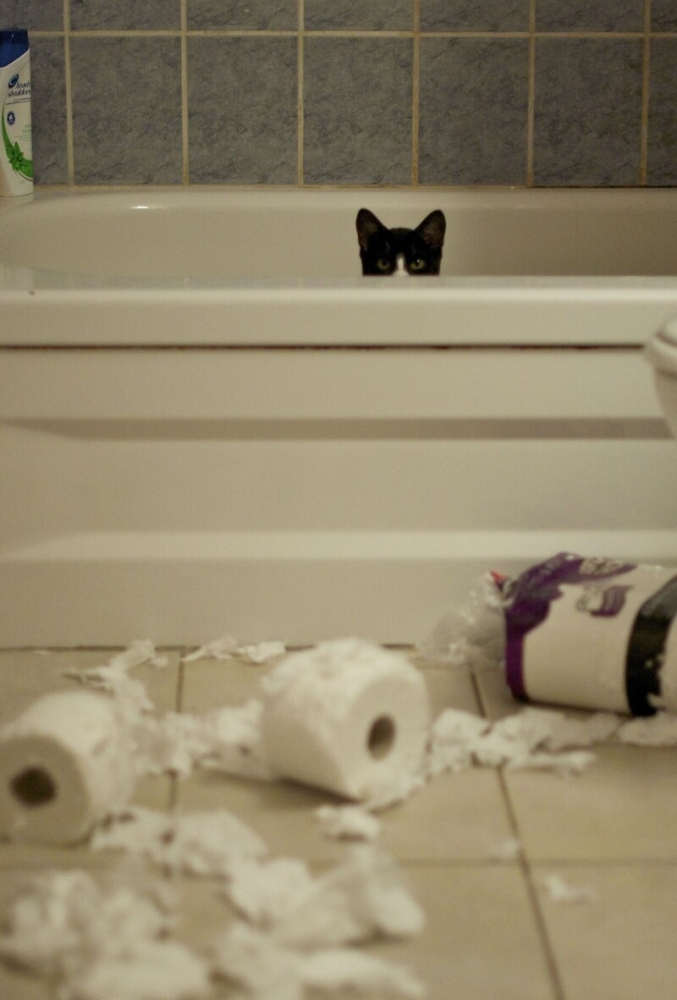 
        27&nbsp;меховых диверсантов, организовавших дома рулонный апокалипсис    