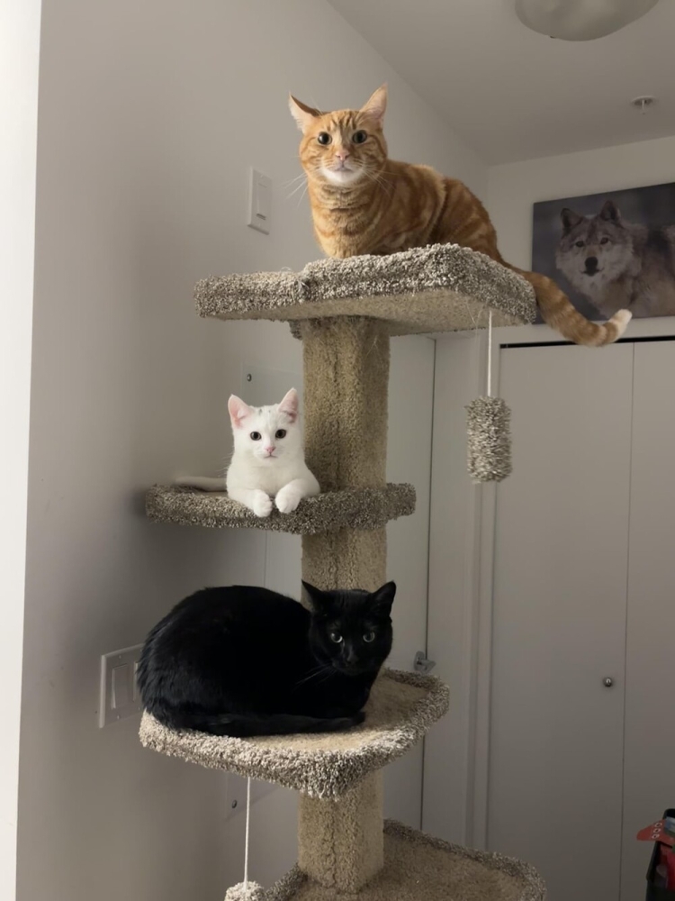 
        20&nbsp;пушистых примеров наполнения нашей жизни глубоким смыслом    