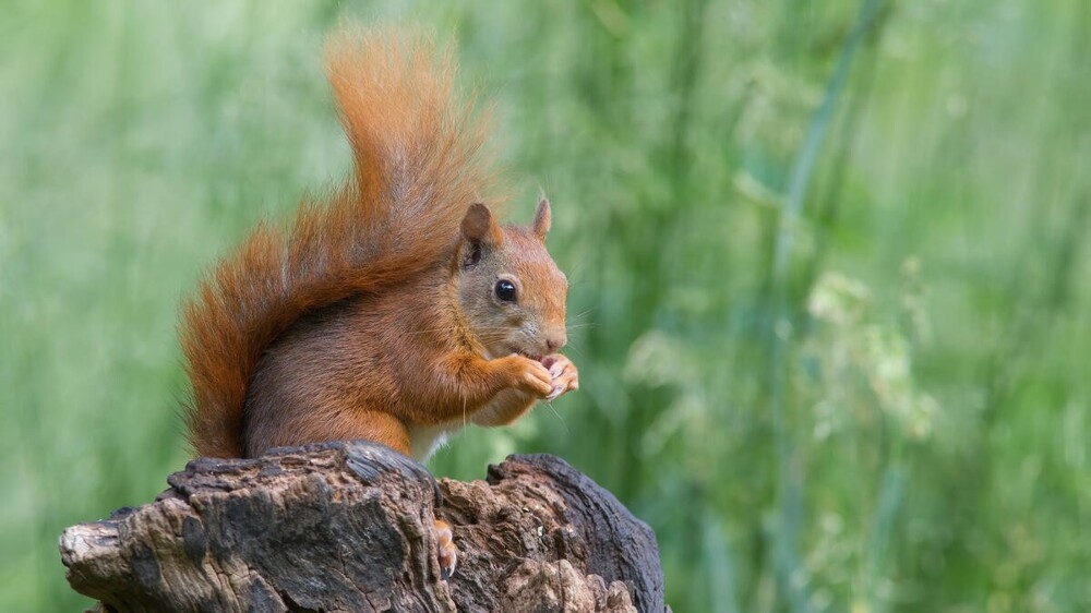 
        В&nbsp;мире животных. Белки    