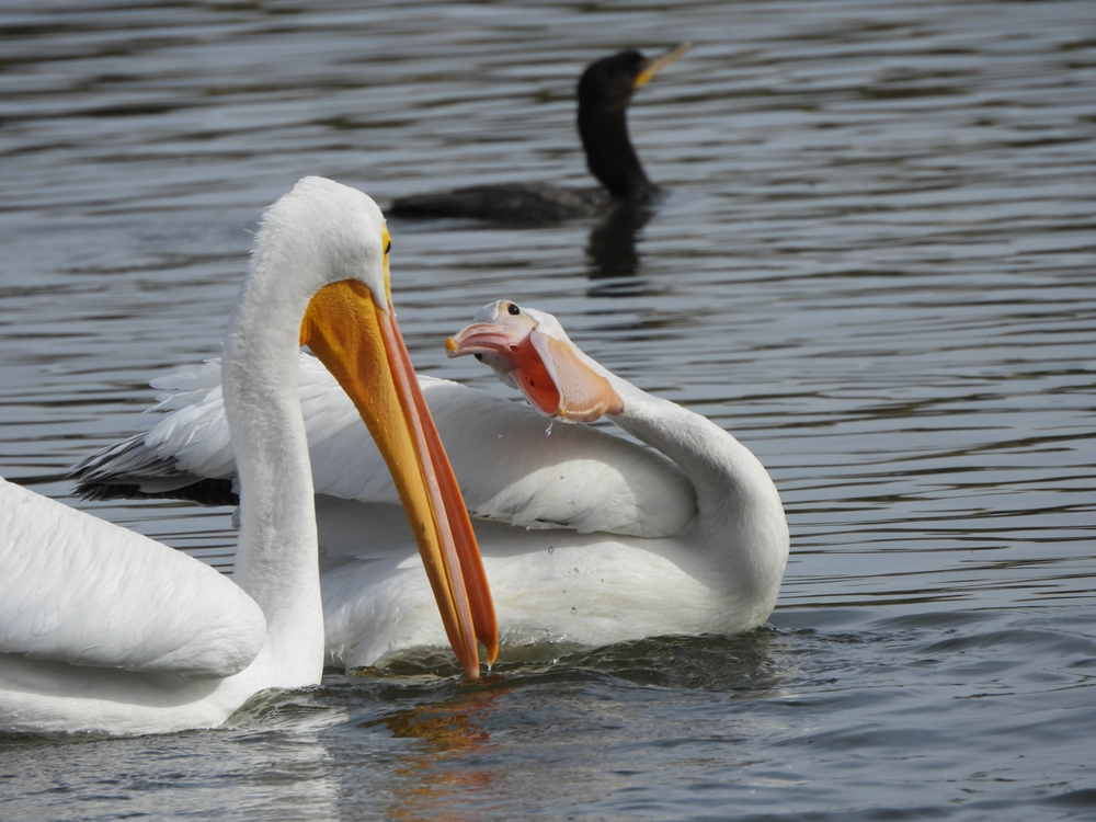 Американский белый пеликан: клюв этой птицы — бездонная пропасть!
Американский белый пеликан: клюв этой птицы — бездонная пропасть!