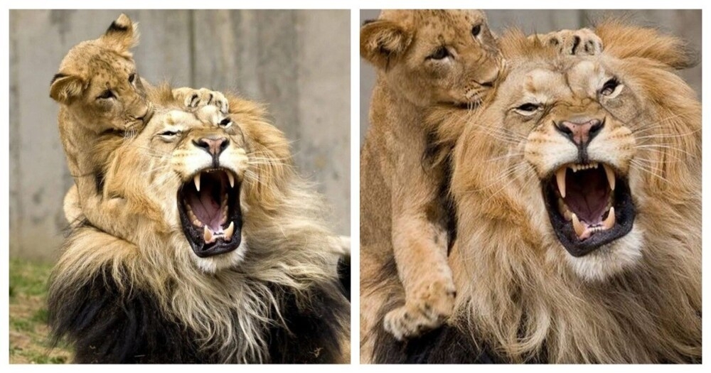 
        Забавная реакция льва на&nbsp;появление львицы с&nbsp;потомством    