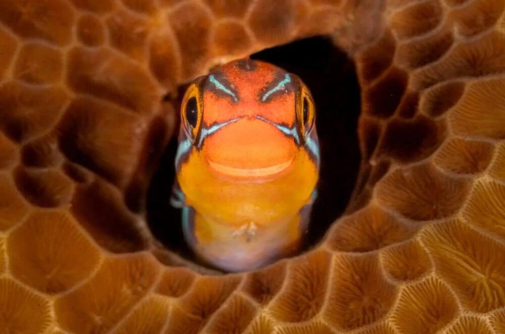 
        Снимок танцующего детёныша гориллы победил на&nbsp;конкурсе самых забавных фото животных    