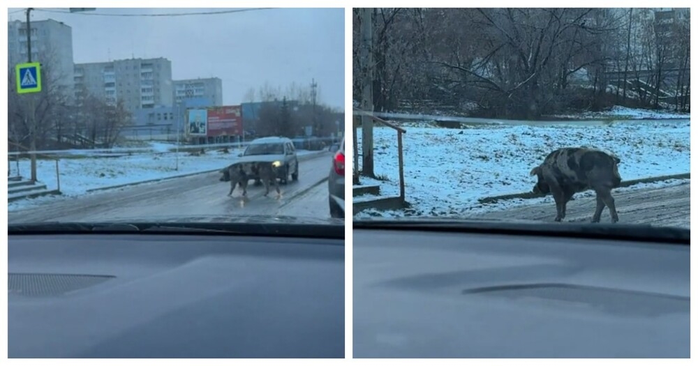 
        Свинья, которая знает ПДД&nbsp;лучше некоторых людей    