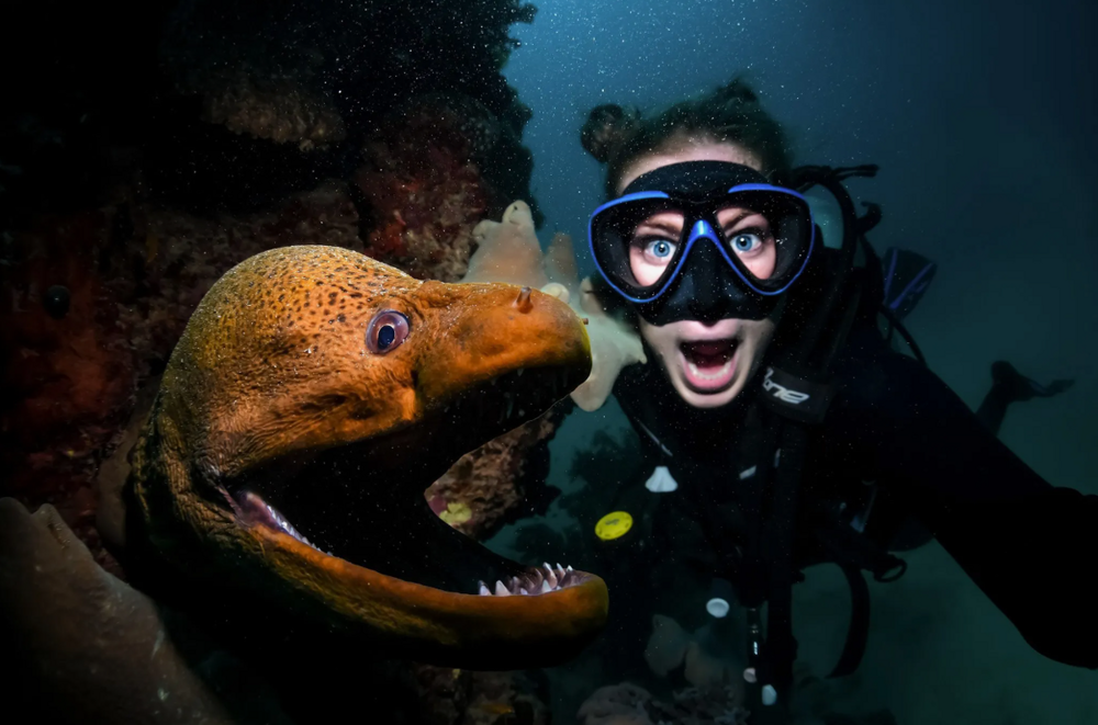 
        Гигантская мурена    