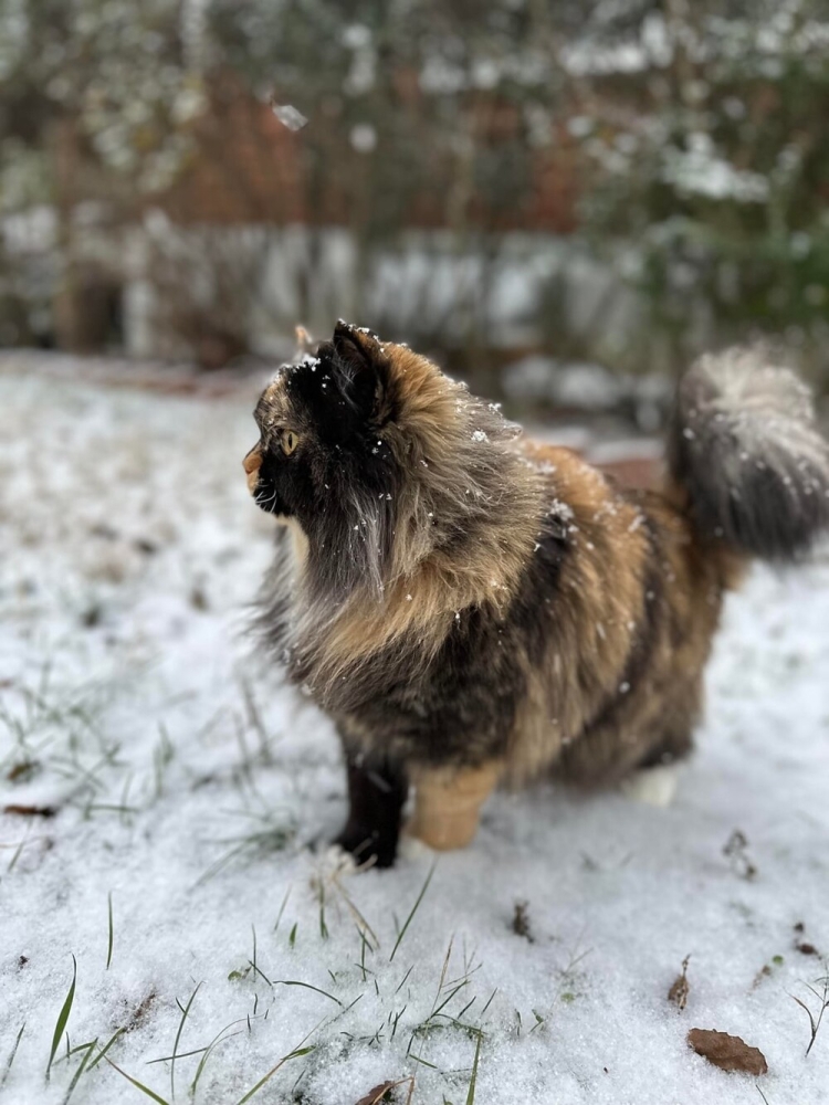 
        20&nbsp;пушистых примеров наполнения нашей жизни глубоким смыслом    